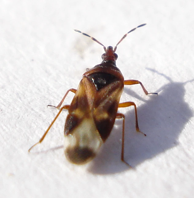 a close - up of a bug on the ground