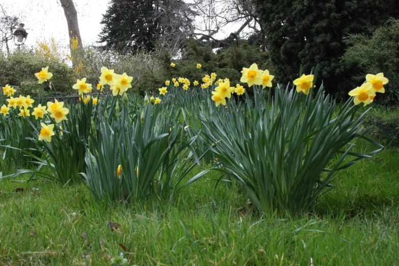 yellow daffodils growing in a garden near a tree