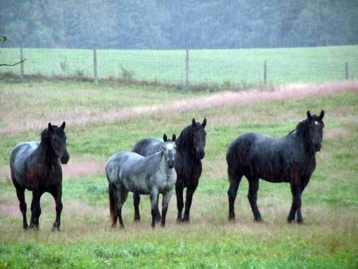 several horses in a field with grass and trees