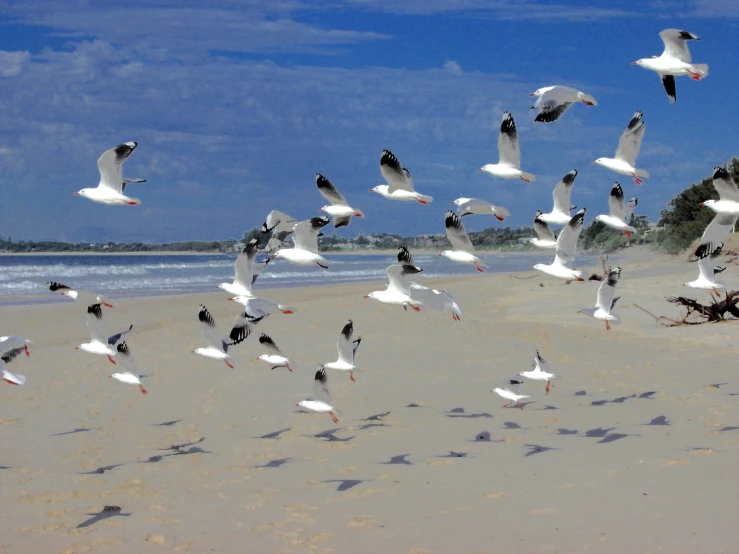 some very pretty birds flying over some sand