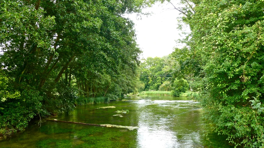 a river with grass and trees in it