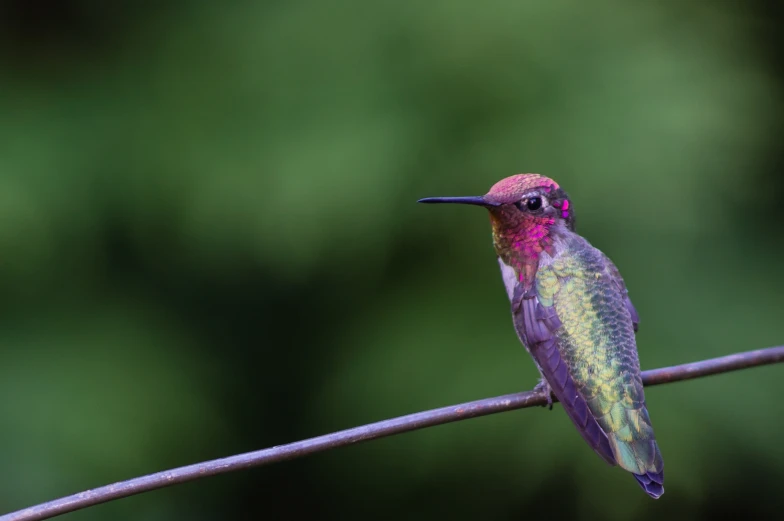 a colorful humming bird is resting on a nch