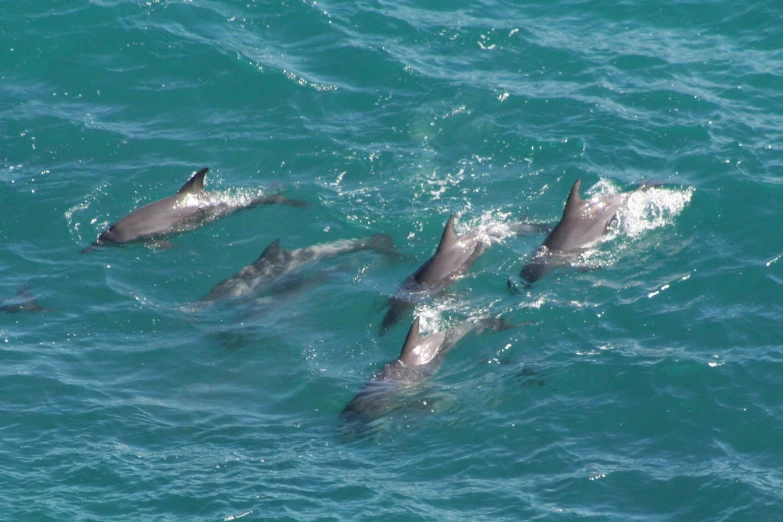 three dolphins swimming side by side in the ocean