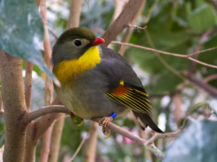 the bird is sitting on the nch with leaves