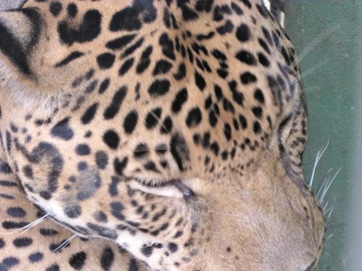 a close up of the face and head of a jaguar