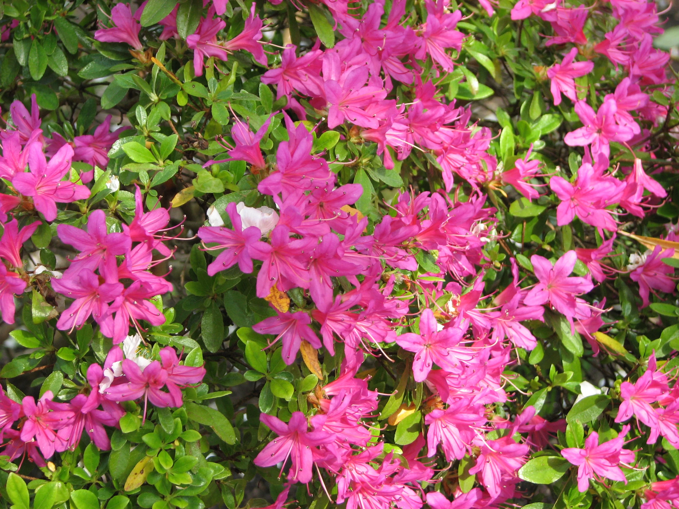 bright pink flowers surrounded by green leaves and shrubs