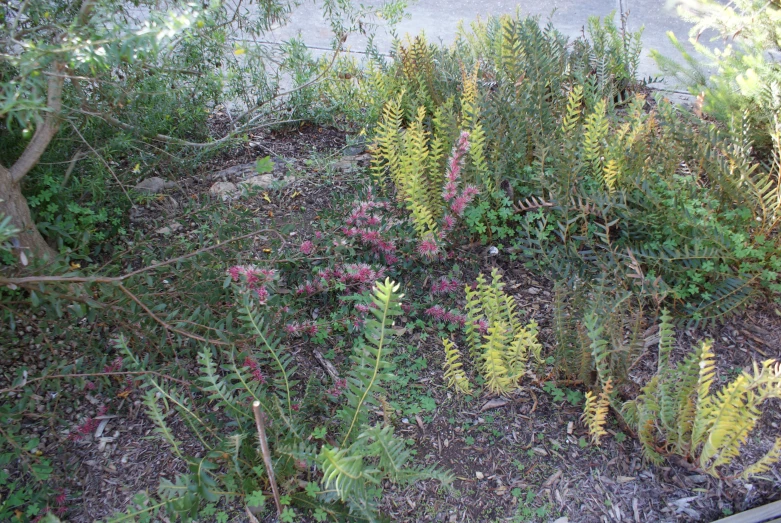 plants growing in various types and colors in a garden