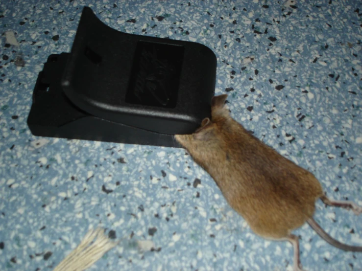 a mouse is standing on the floor next to a cell phone