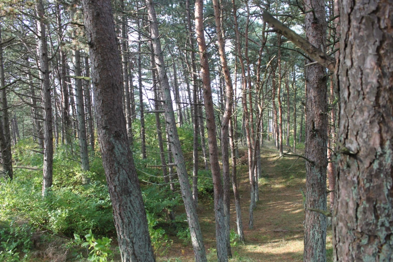 the green grass and tall trees are near many small nches