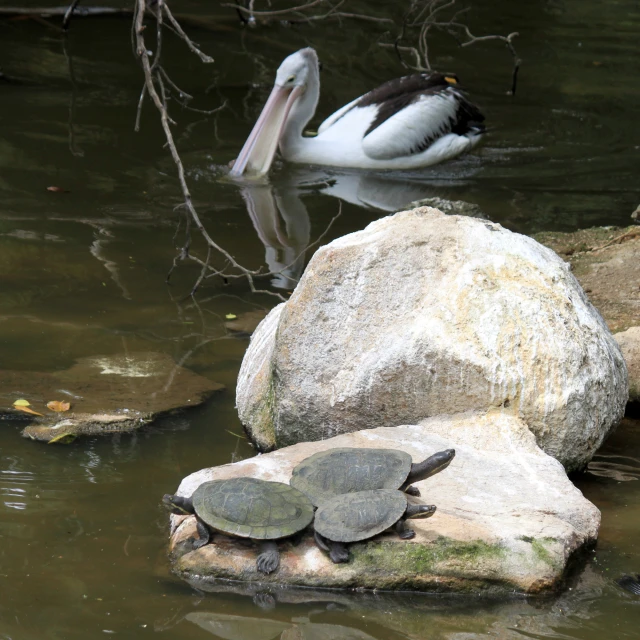 a black and white bird is above some rocks