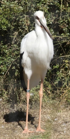 white bird with long legs and a long neck standing