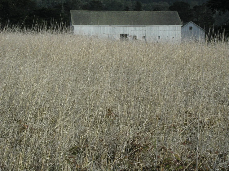 an empty barn sitting in a field near a forest