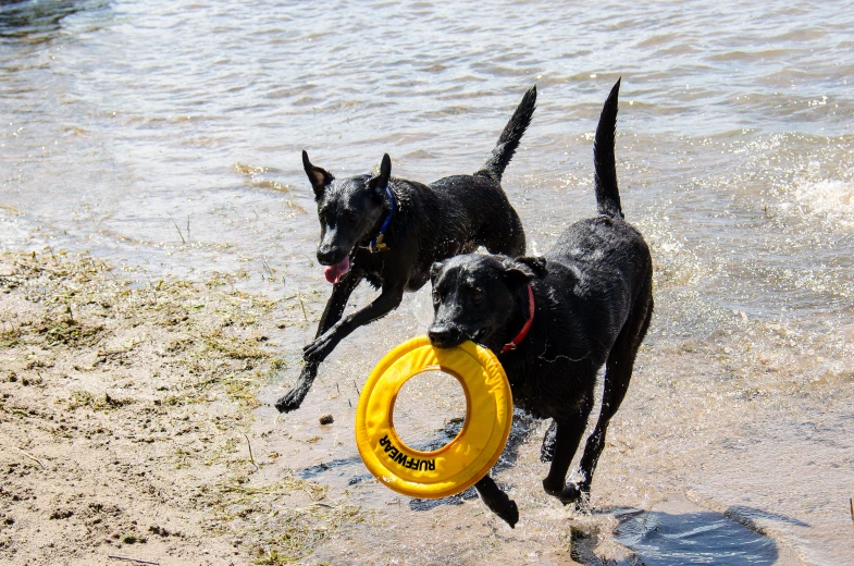 two dogs with frisbees are on the beach