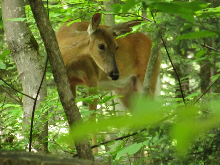 a moose is peeking through the trees and leaves