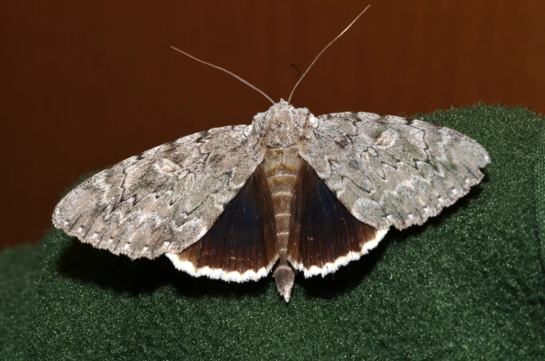 a close up view of a brown and white moth