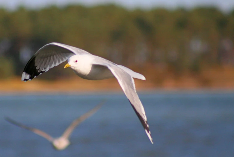 a white bird flying over water next to trees
