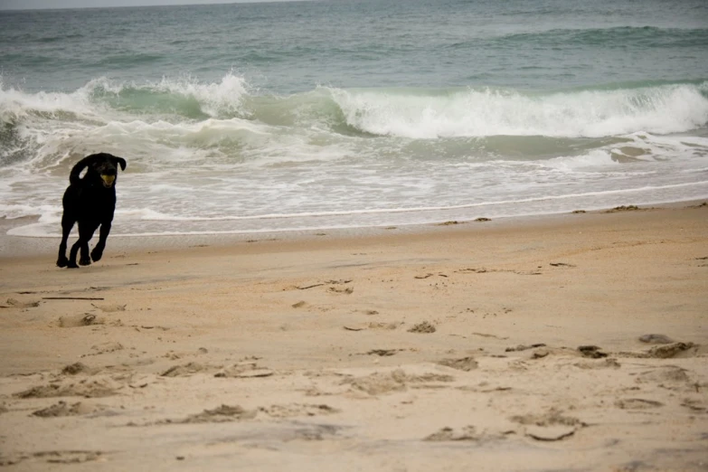 a dog that is running across a beach