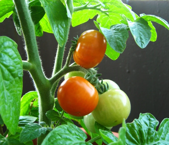 some tomatoes are on the vine on the plant