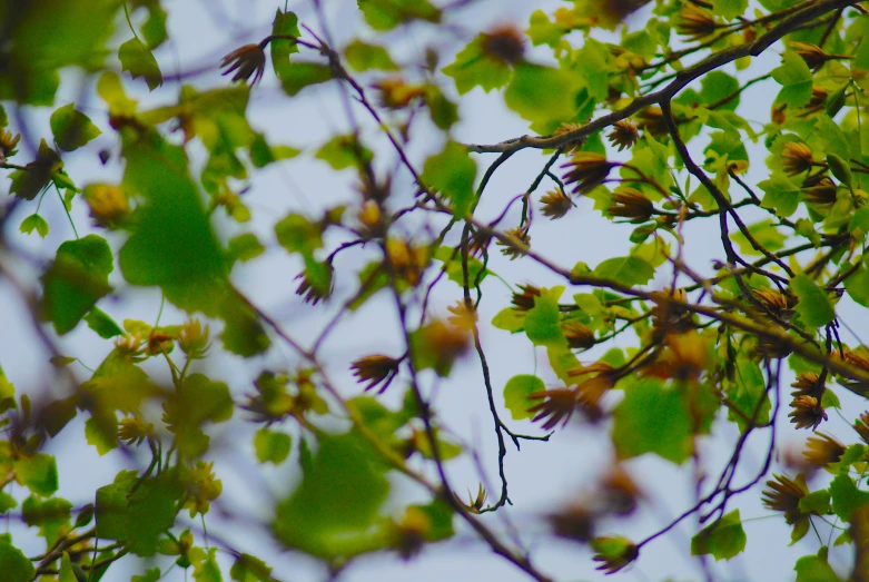 green leaves and leaves of the tree