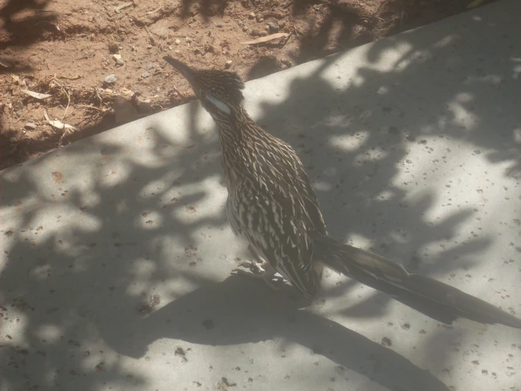 a bird standing on concrete with its long neck spread