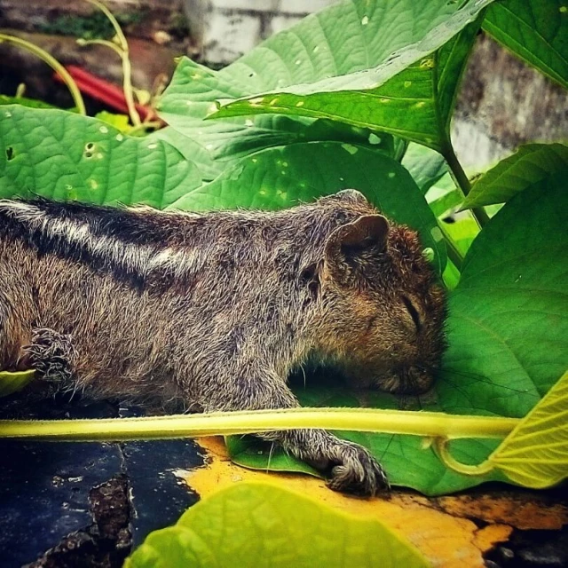 a wet animal in some leaves and some water