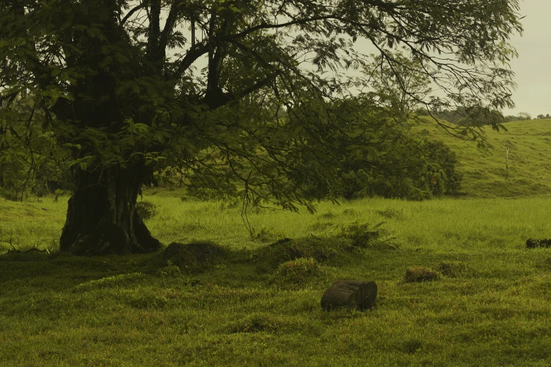 giraffes are grazing in an open field