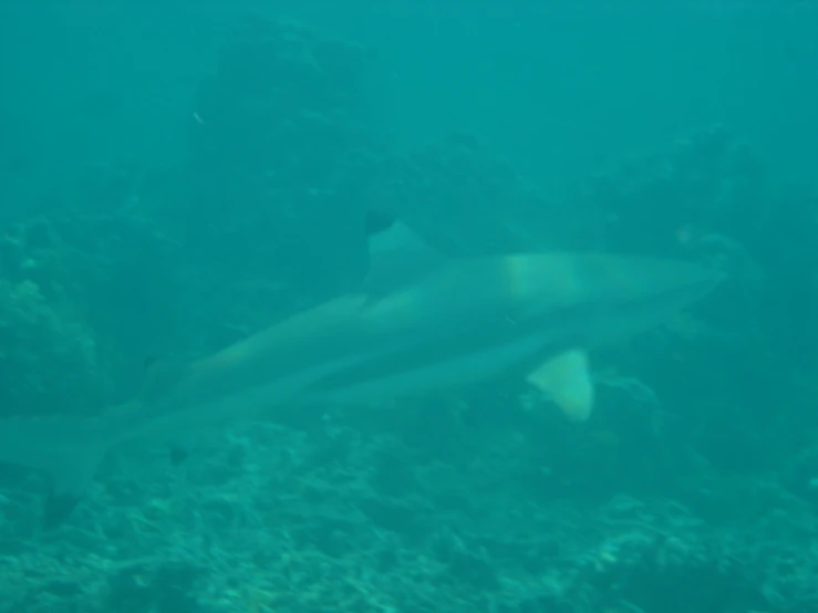 an underwater view of fish on the rocks