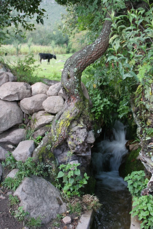 the cow is standing near a stream next to rocks