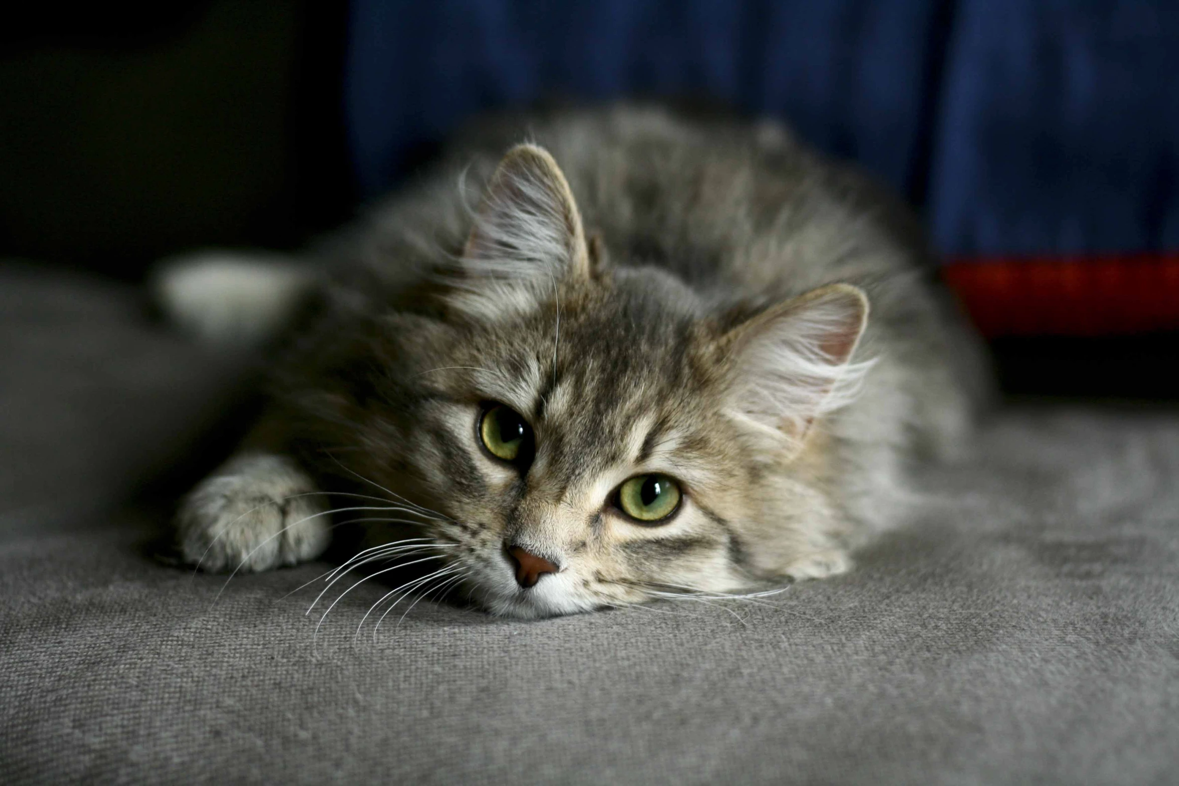 a cat lying down on the couch looking at soing