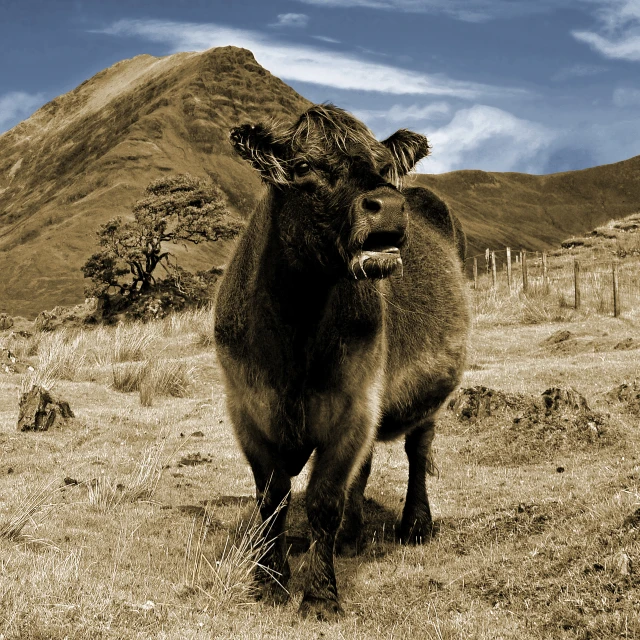two brown cows standing on top of a grass covered field