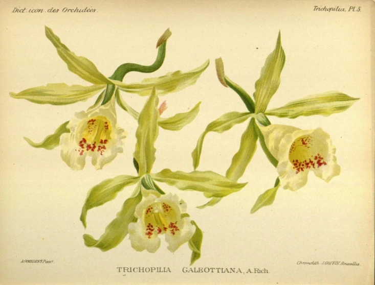 a botanical print of several flower heads