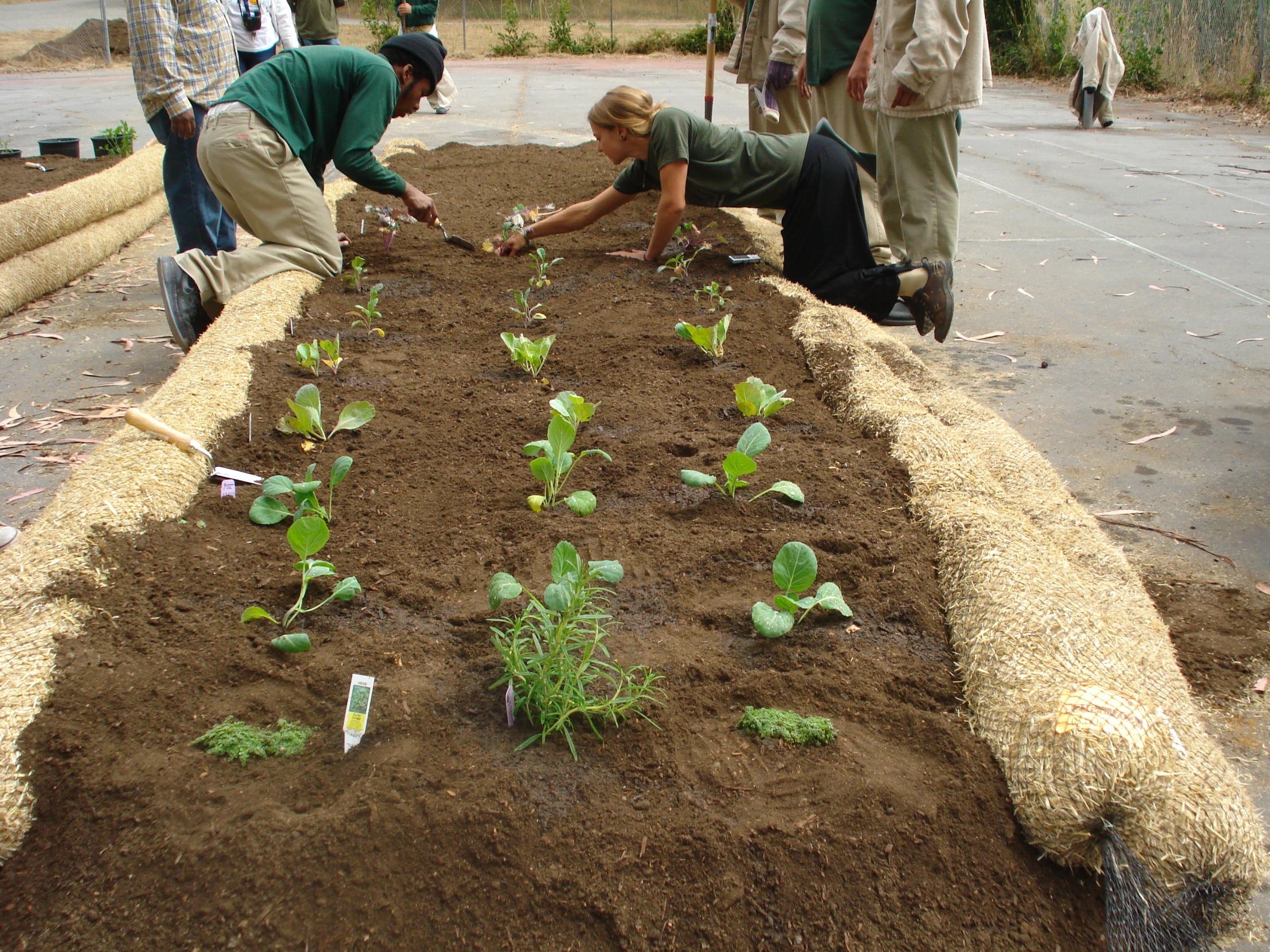 three people planting plants from a patch of brown dirt