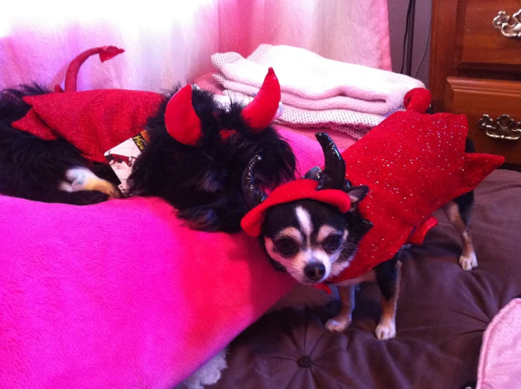 a dog is wearing a costume while laying next to another dog