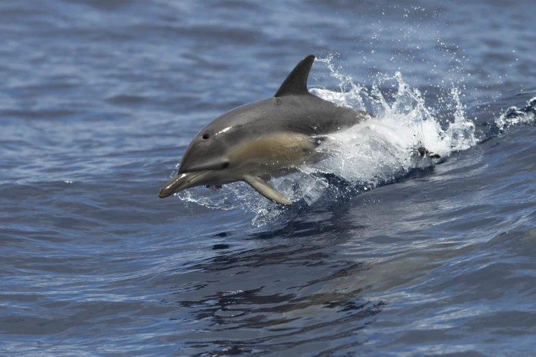 a dolphin is seen coming out of the ocean