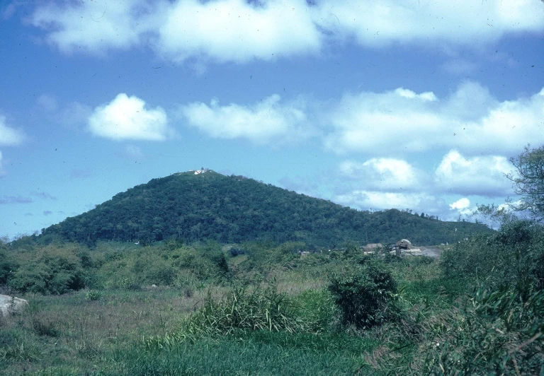 a field with some green plants and trees