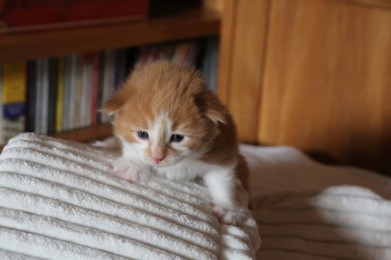 a small cat on some blankets looking forward