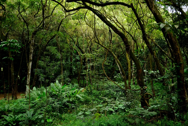 a forest filled with lots of trees and shrubbery