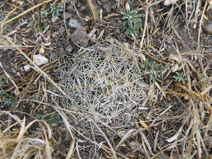 the grass in the ground is covered with ice and dirt