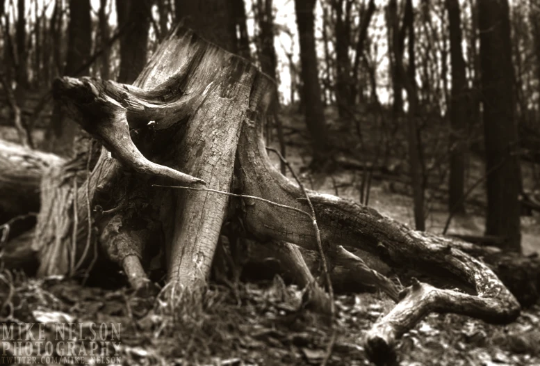 black and white pograph of a large piece of tree stump