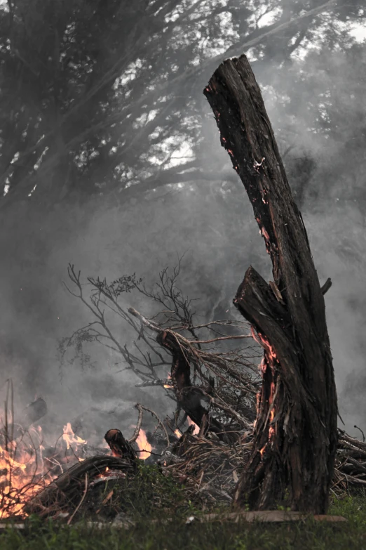 a fire that is burning next to a tree