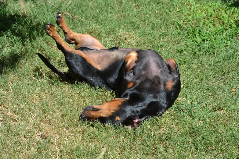 a black and brown dog laying on top of a field