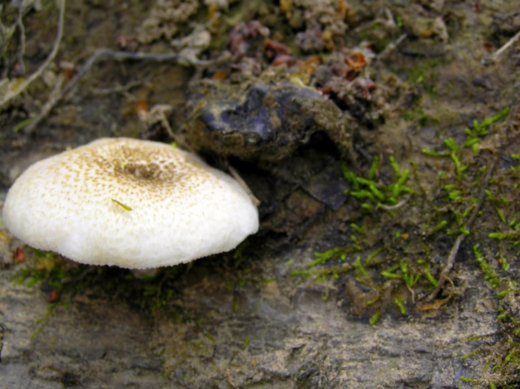 the little mushroom is growing on the ground