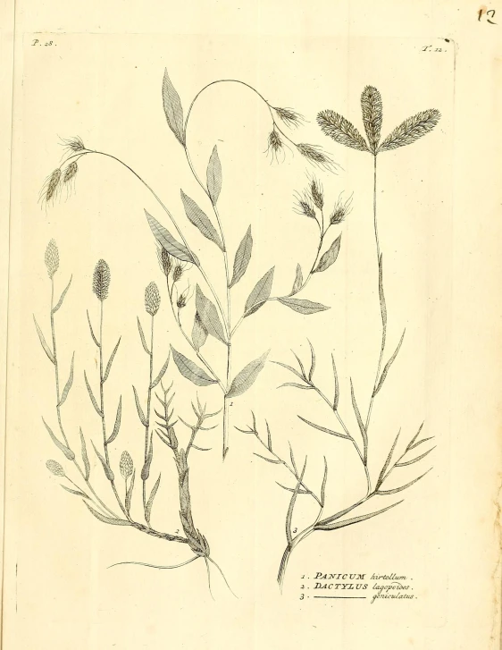 two illustrations of a plant with very thin stems and small flowers