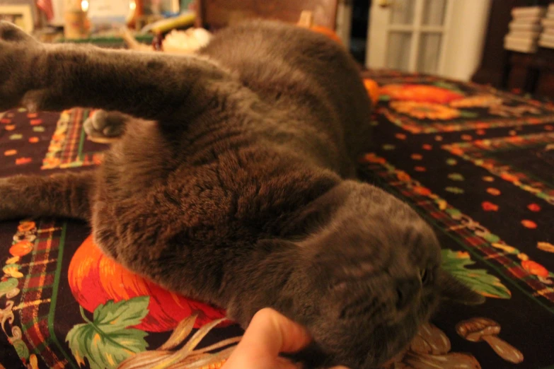 the grey kitten is lying down on the bed