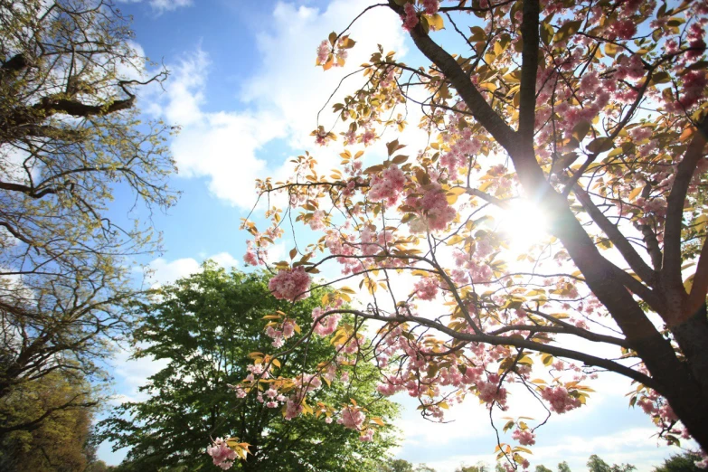 sun peeking through tree nches with pink flowers