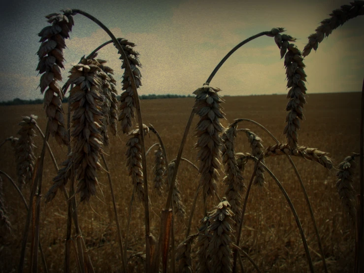 a field full of ripe wheat growing in it's natural habitat