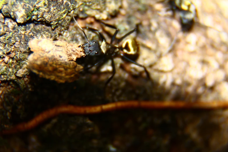 small brown insect sitting on tree bark looking around