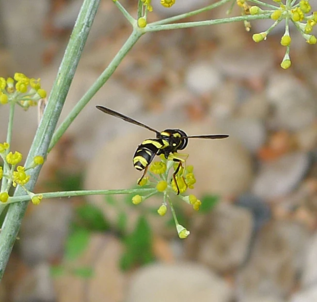 a close up of a small flower and a bug