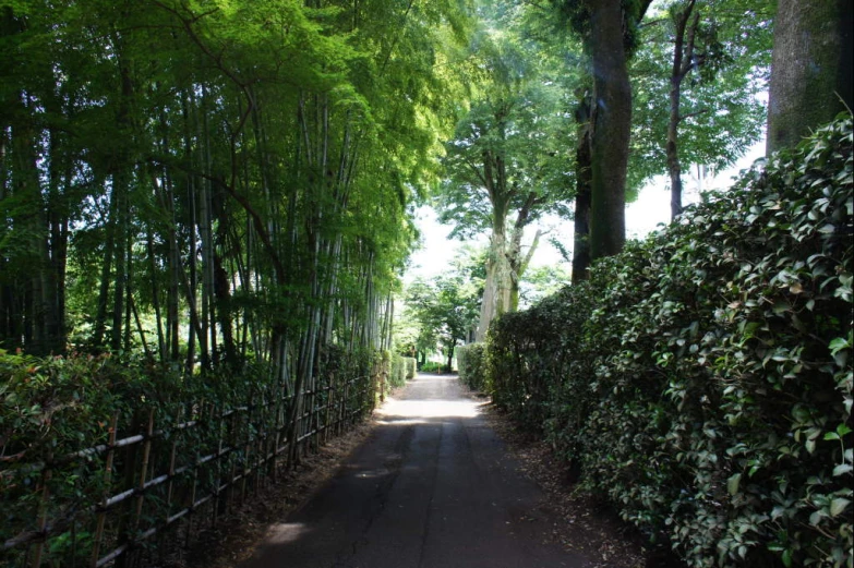 green trees line the sides of an alleyway