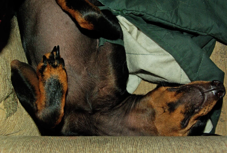 a dog curled up on a couch in the dark